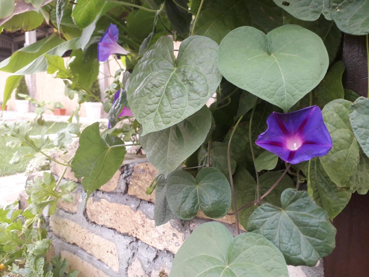 Mosaique Casa Διαμέρισμα Βελιγράδι Εξωτερικό φωτογραφία